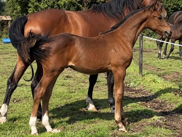 Performance Bred Foals - Main image