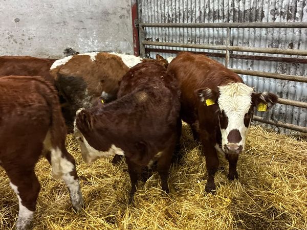 Sim and Hereford heifers - Main image