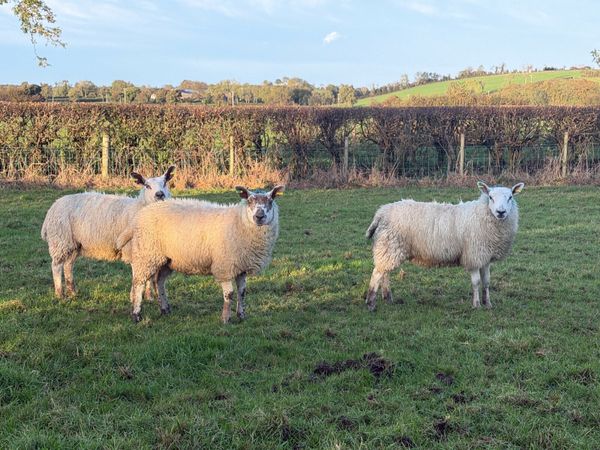 Ewe Lambs - Main image
