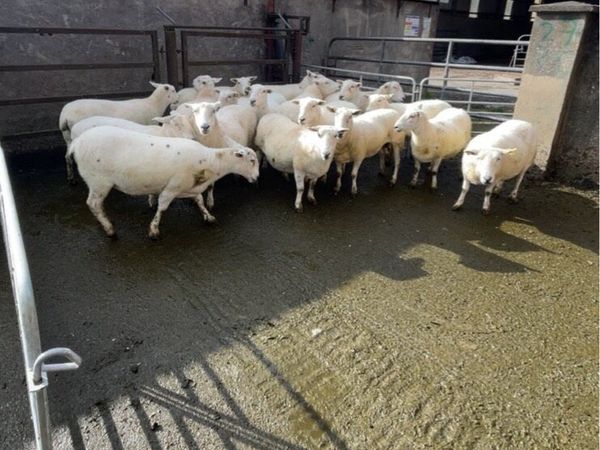 Sheep - Main image