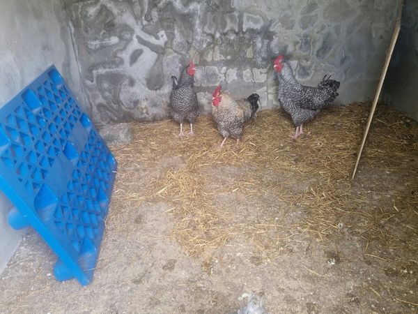 Hens - Main image