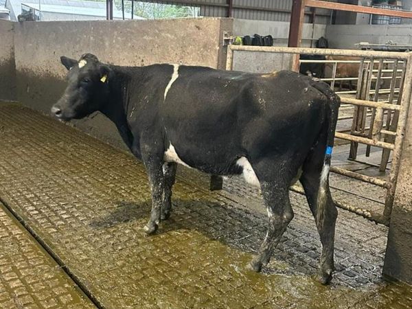 Empty milking cows - Main image