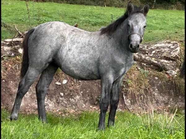 Connemara Filly Foal - Main image