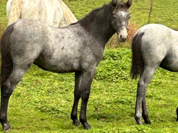 Connemara filly foal - Main image
