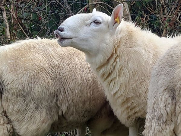 Cheviot and Mayo Blackface Rams - Main image