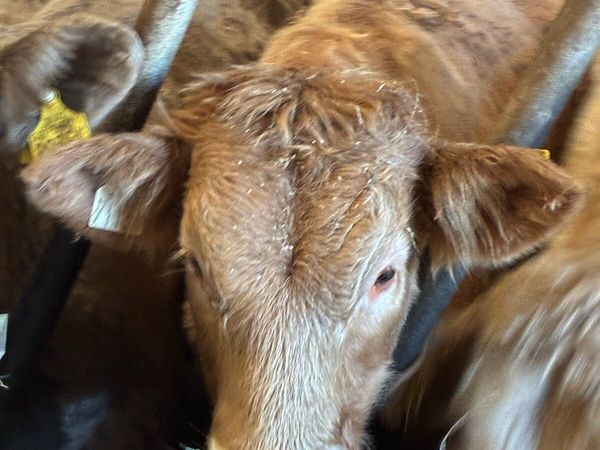 TOP QUALITY CH BULL WEANLINGS 320/350KG - Main image