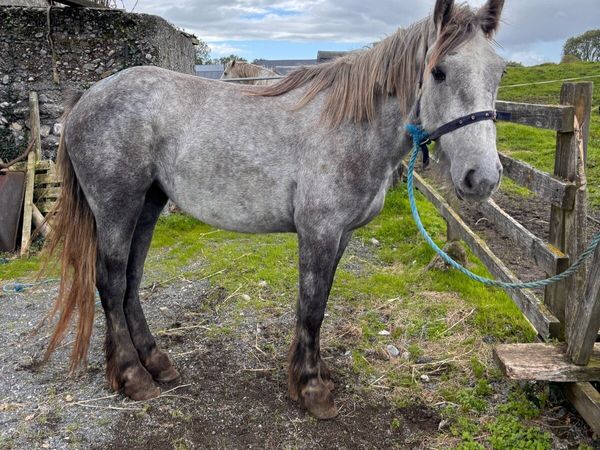 Filly - Main image