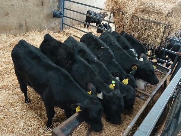 7 Hereford heifers for sale - Main image