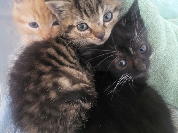 Beautiful Kittens - Main image