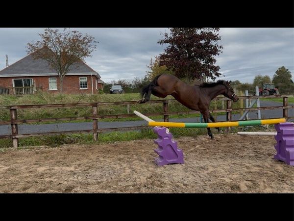 4yo gelding - Main image