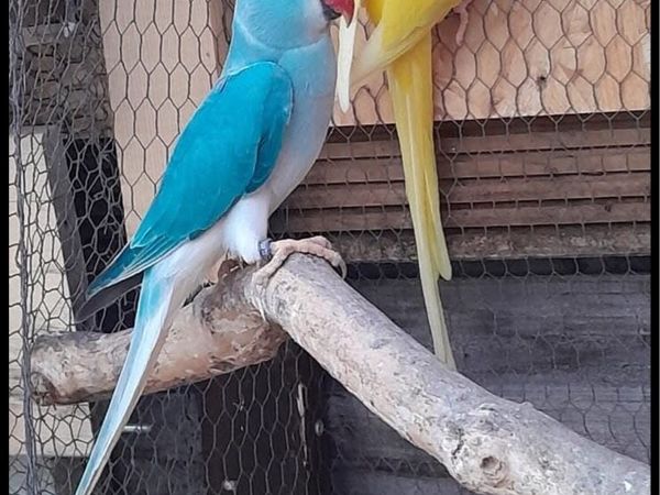 Indian ringneck mutation black mask Love birds - Main image