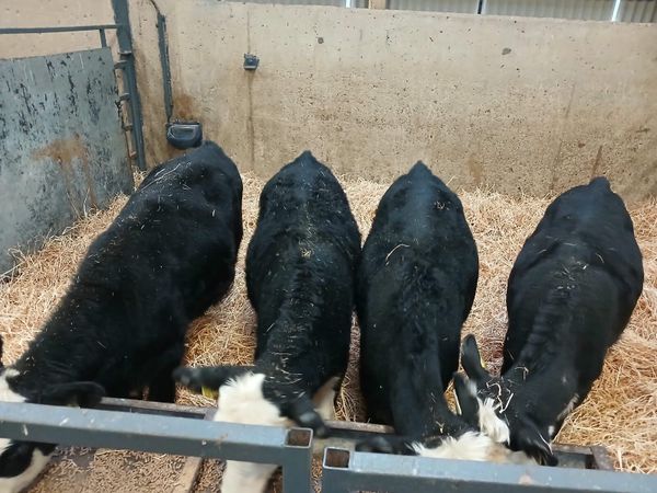 4 smashing Hereford heifers for sale - Main image