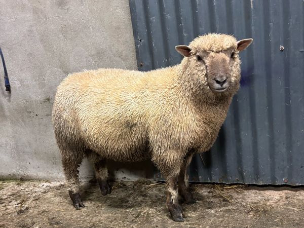 PUREBRED VENDEEN RAM LAMB FOR SALE - Main image