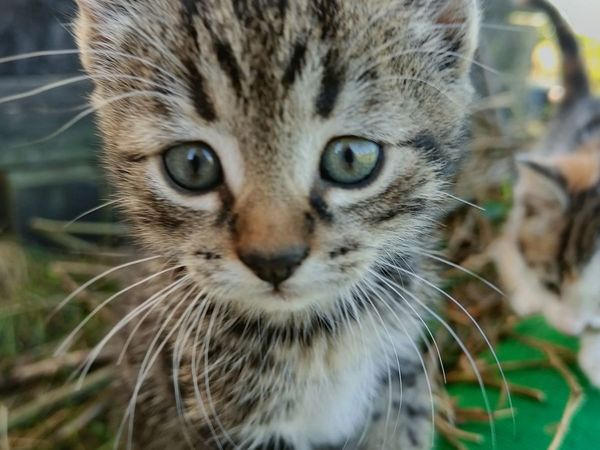 Kitten - Main image