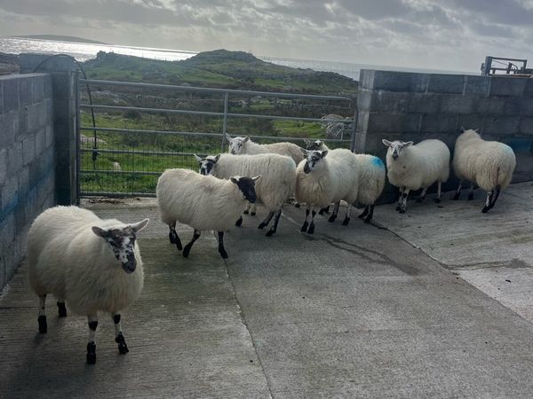 Cheviot Cross bred ewe lambs - Main image