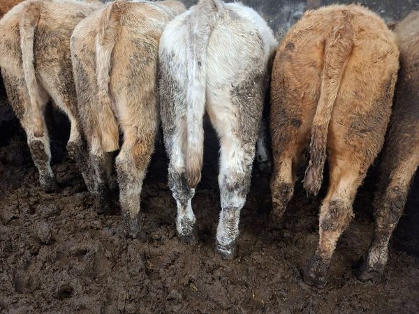 Charolais Bullocks for sale in Mayo for €0 on DoneDeal