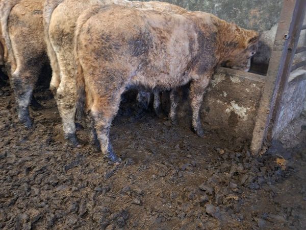 Charolais Bullocks for sale in Mayo for €0 on DoneDeal
