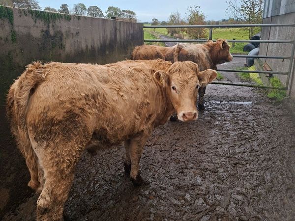 Charolais Bullocks for sale in Mayo for €0 on DoneDeal