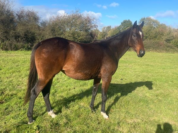 3yr old Free Eagle filly - Main image