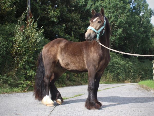 14hh Dun Cob Gelding - Main image