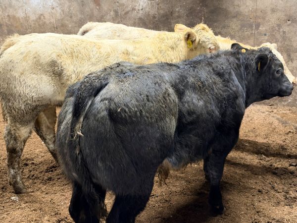 E grade bulls - Main image