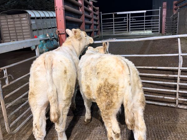 PBNR Charolais bulls - Main image