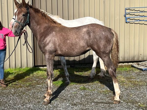 Irish Draught Filly Foal - Main image