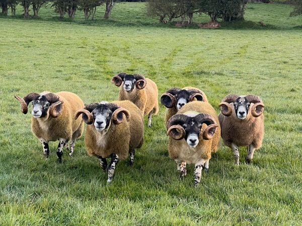Lanark Blackface Shearlings and Ex Stock Rams - Main image