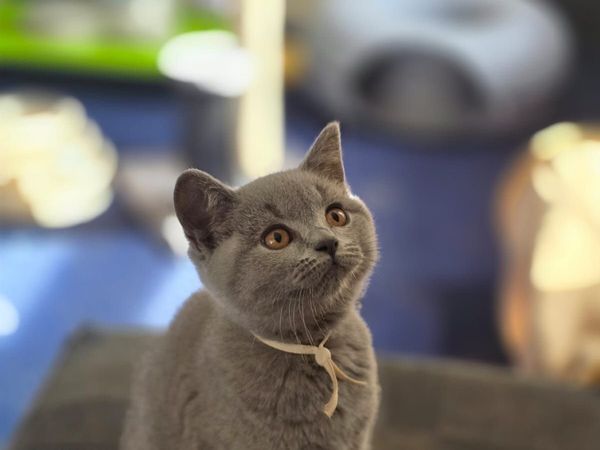 British Shorthair Kittens - Main image