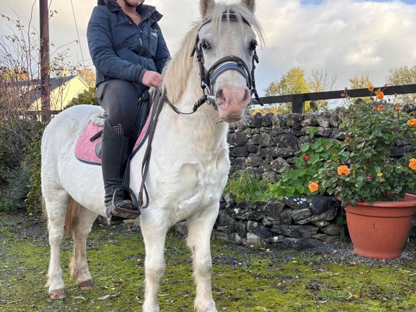 VERY QUIET LEADREIN / STARTER PONY - Main image