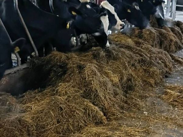 Round bale silage - Main image