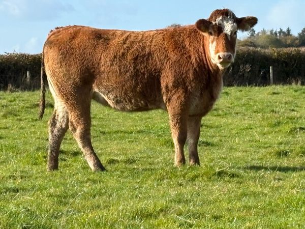 2 smashing incalf heifers - Main image
