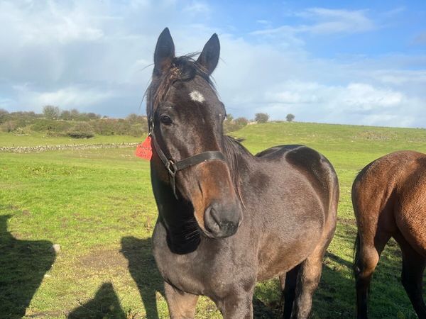 TB  4 Yr old Bay MILAN Gelding - Main image