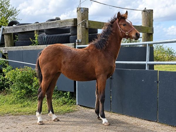 6 month old Connemara pony filly foal - Main image
