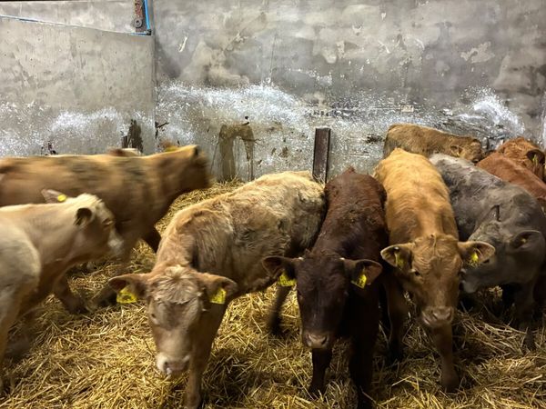 Charolais and lim bulls - Main image