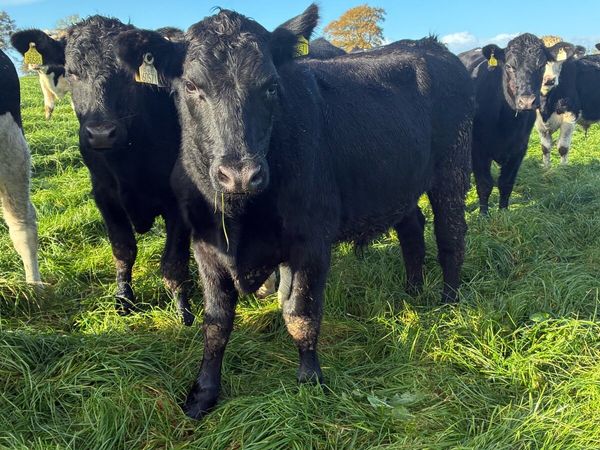 Angus and Hereford bullocks - Main image