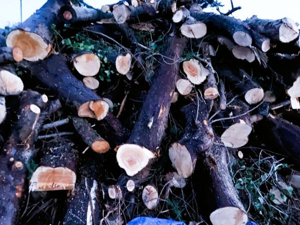 Job Lot Raw Tree Logs/ Green Wood Firewood Project - Main image