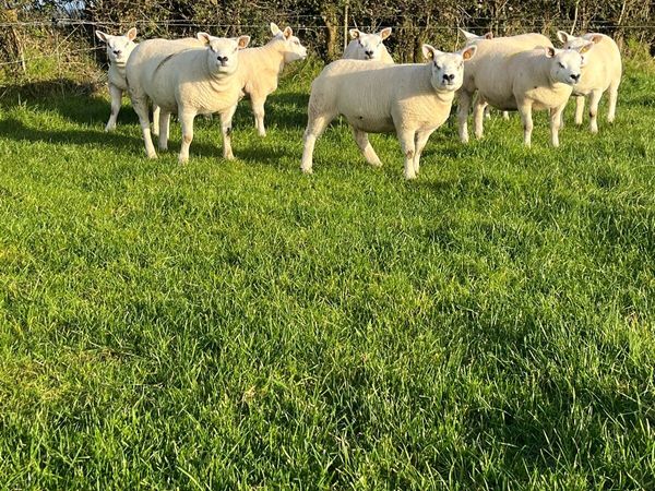 Pedigree Texel Ewe Lambs - Main image