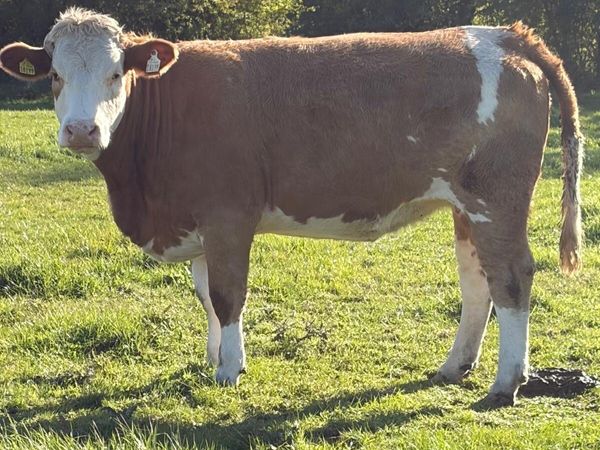 Springers - Main image