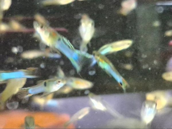 Japanese Blue Endlers guppies - Main image
