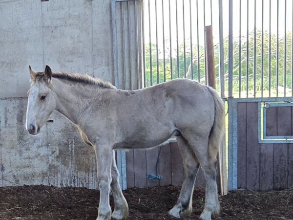 Colt foal - Main image