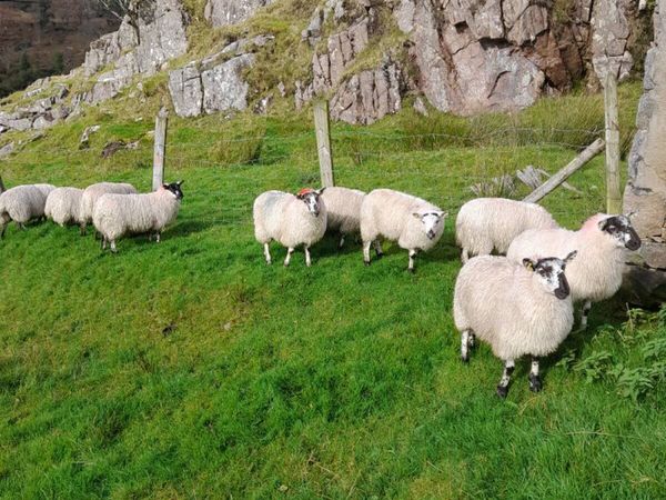 Ewe lambs - Main image