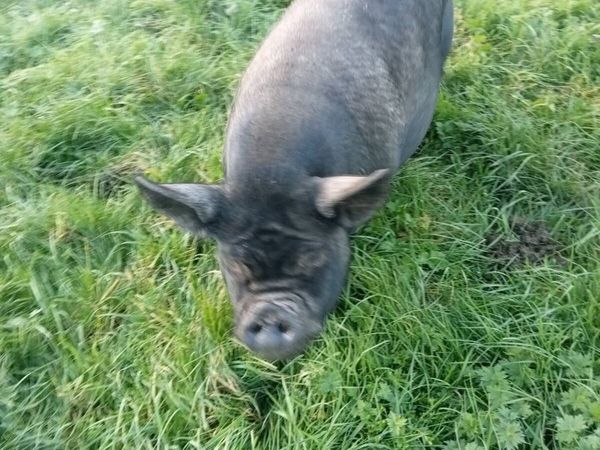 Pigs - Main image