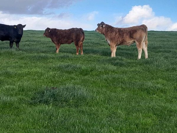 3 Top Quality Breeding Type Weanling Heifers - Main image