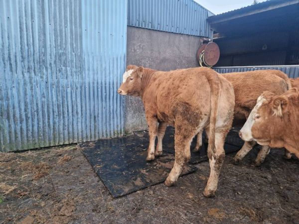 Breeding Heifers - Main image