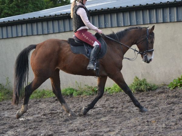 16.2 mare - Main image