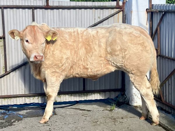 Serious Show quality BAX heifer calf - Main image