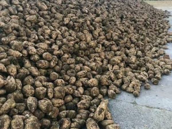 Fodder and sugar beet - Main image