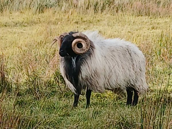 Rams (2) - Main image