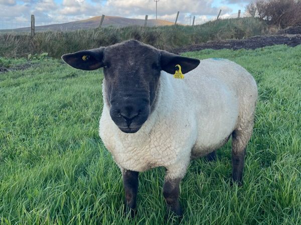 Suffolk Ram - Main image